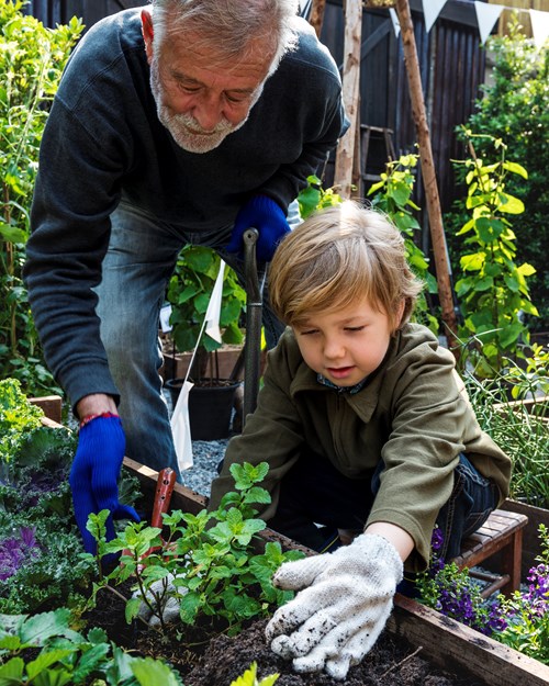 Old man with child gardening